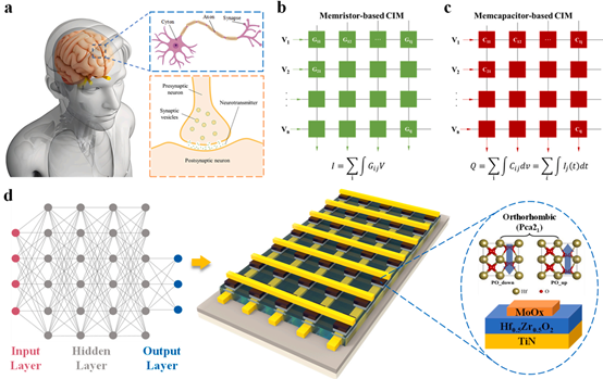 面向高能效神经形态计算的氧化铪基铁电忆容器阵列
